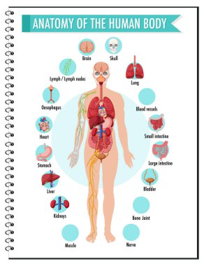 İnsan vücudunun anatomisi bilgi bilgisel illüstrasyon