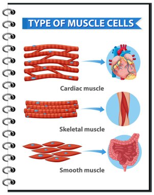 Type of Muscle Cells for health education Infographic illustration clipart