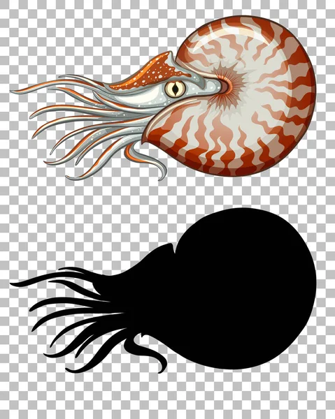 Chambered Nautilus Σιλουέτα Του Διαφανή Απεικόνιση Φόντου — Διανυσματικό Αρχείο