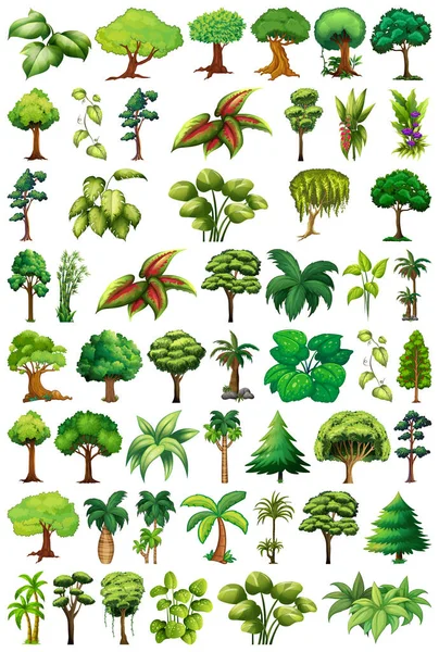 Uppsättning Olika Växter Och Träd Illustration — Stock vektor