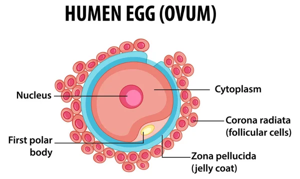 Sağlık Eğitimi Için Nsan Yumurtası Veya Ovum Yapısı — Stok Vektör