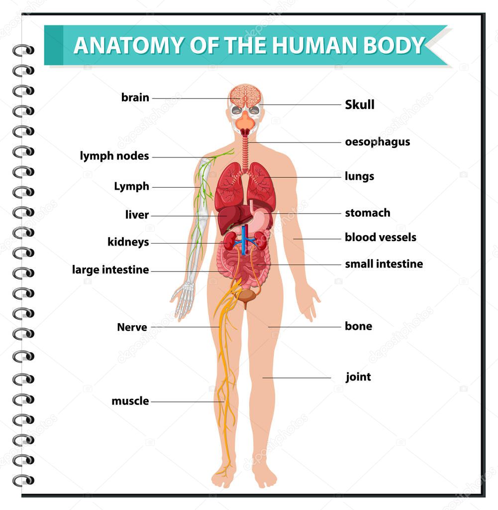 Anatomy of the human body information infographic illustration