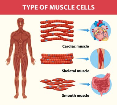 Type of Muscle Cells for health education Infographic illustration clipart