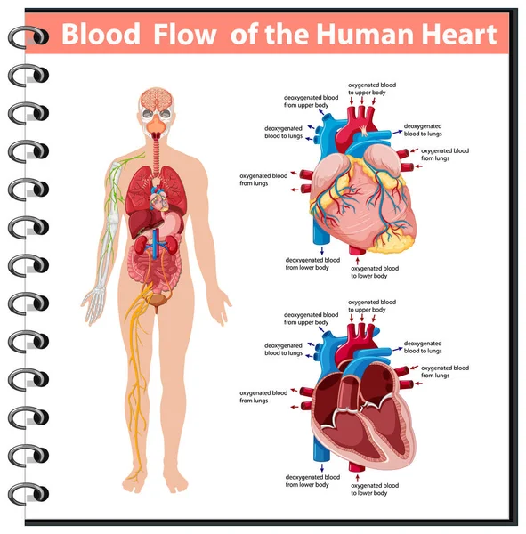 人間の心臓情報の血流 インフォグラフィックイラスト — ストックベクタ