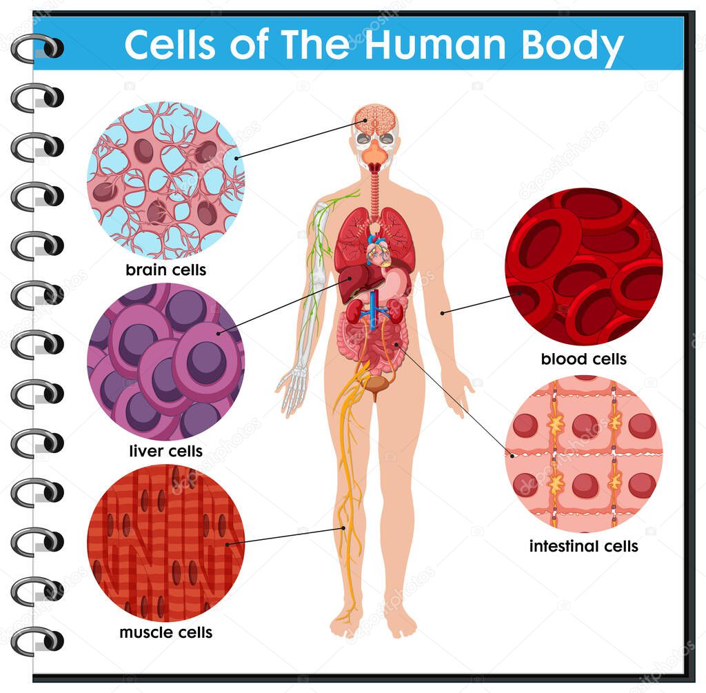 Cell of the human Body poster illustration