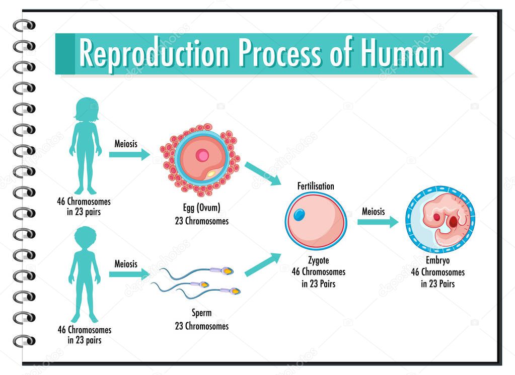 Reproduction Process of Human infographic illustration