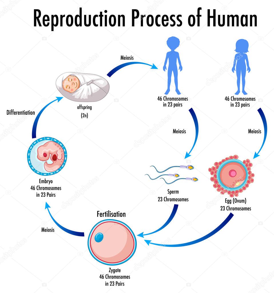 Reproduction Process of Human infographic illustration