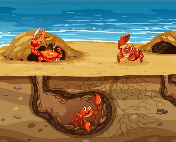 Underground Animal Hole Many Crabs Illustration — Stock Vector