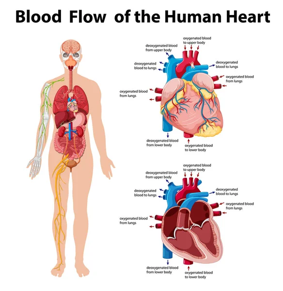 Ροή Αίματος Της Ανθρώπινης Καρδιάς Πληροφορίες Infographic Εικόνα — Διανυσματικό Αρχείο
