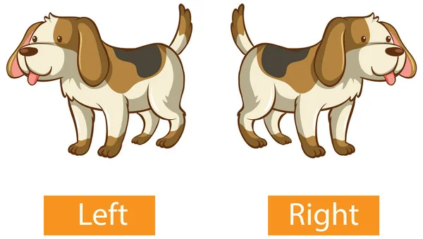 Tegengestelde Woorden Met Links Rechts Illustratie — Stockvector