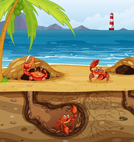 Underground Animal Hole Many Crabs Illustration — Stock Vector