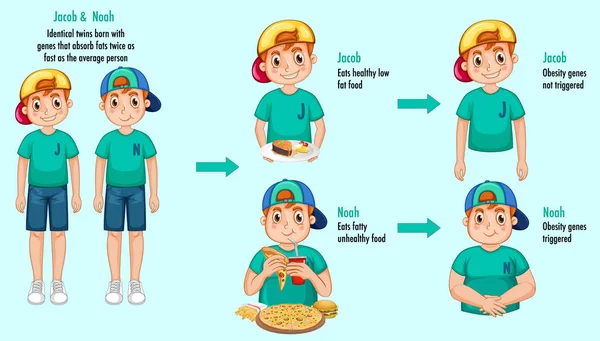 Roles Genes Environment Body Fat Identical Twins Infographic Illustration — Stock Vector