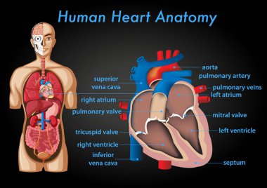 İnsan kalbi anatomisi illüstrasyonunun bilgi posteri