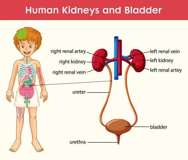 Menselijke Nier Blaas Cartoon Stijl Infographic Illustratie — Stockvector