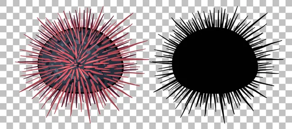 Urchin Met Zijn Silhouet Transparante Achtergrond Illustratie — Stockvector