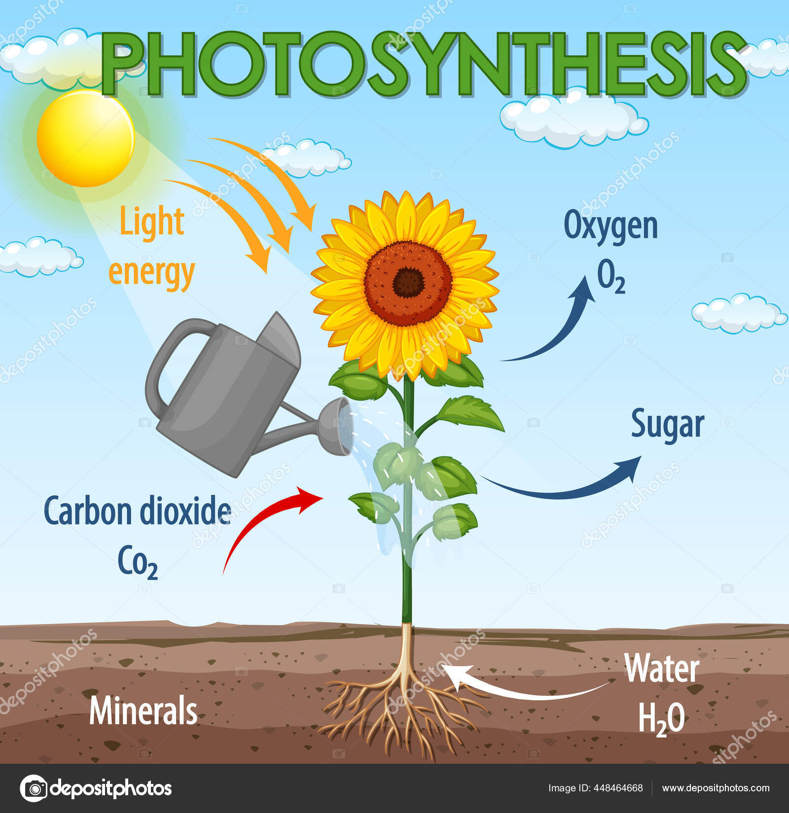 Photosynthesis drawing