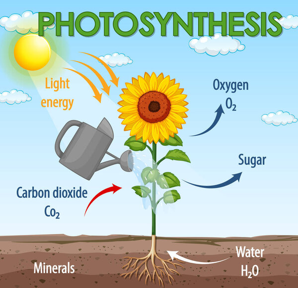 Diagram showing process of photosynthesis in plant illustration