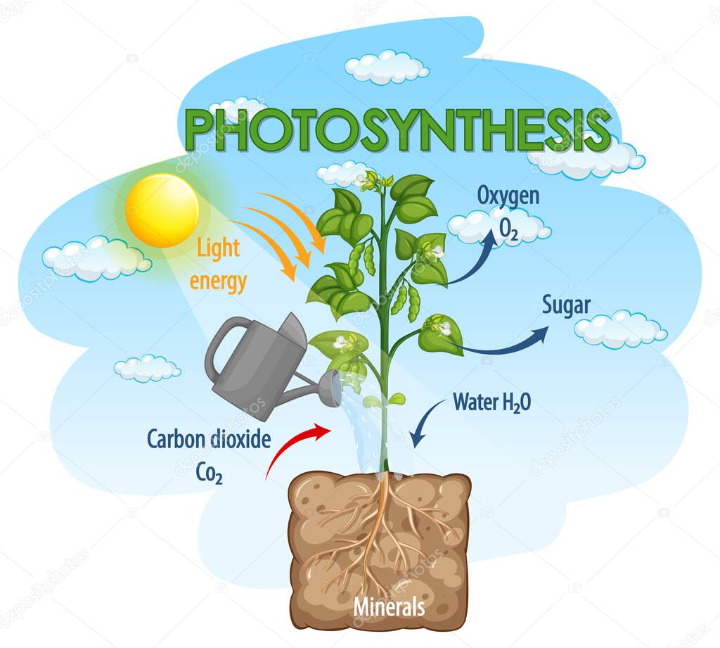 Diagram showing process of photosynthesis in plant illustration