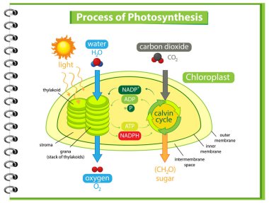 Bitki illüstrasyonunda fotosentez sürecini gösteren diyagram
