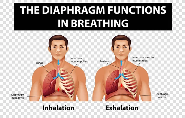 透明な背景イラストで呼吸時の横隔膜機能を示す図 ベクターグラフィックス