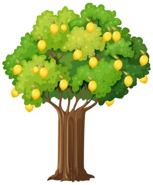 Beyaz arkaplan resimlerinde izole edilmiş limon ağacı