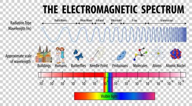 Şeffaf arkaplan illüstrasyonunda Bilim Elektromanyetik Spektrumu diyagramı