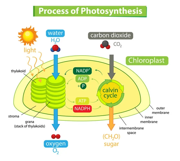 Diagrama Que Muestra Proceso Fotosíntesis Ilustración Plantas — Vector de stock