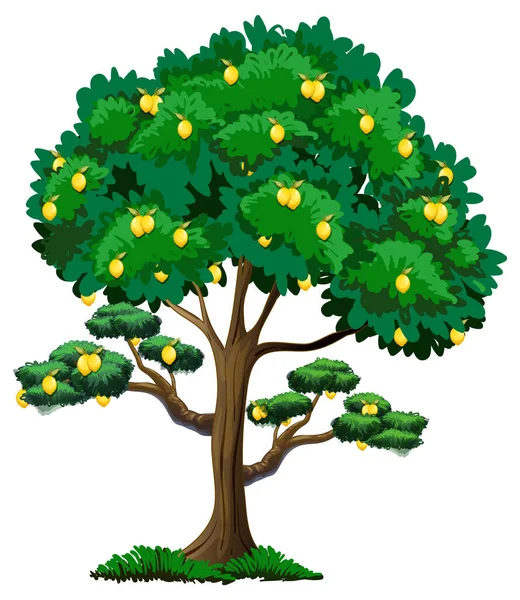 Drzewo Cytrynowe Stylu Kreskówki Izolowane Białym Tle Ilustracji — Wektor stockowy