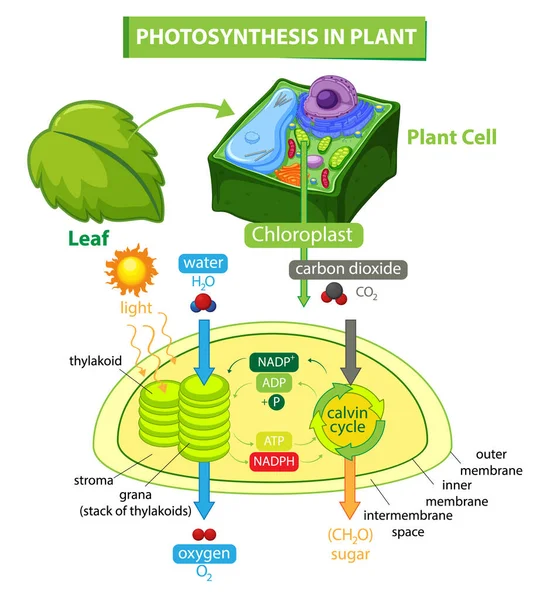 Diagram Som Visar Fotosyntesprocessen Illustrationen Växter — Stock vektor