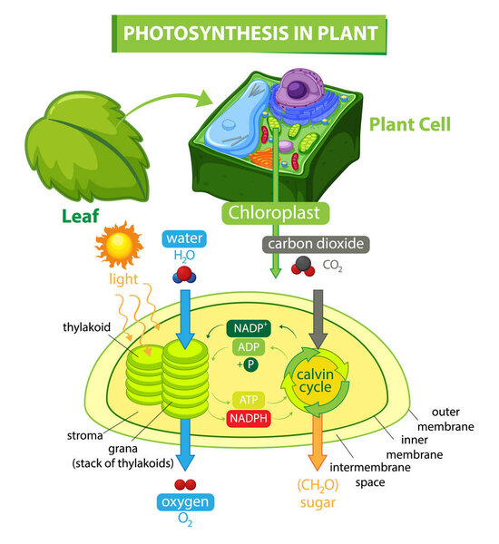 Diagram showing process of photosynthesis in plant illustration