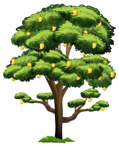 Gelber Mangobaum Isoliert Auf Weißem Hintergrund Illustration — Stockvektor