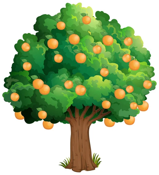 Orange Tree Isolated White Background Illustration — Stock Vector