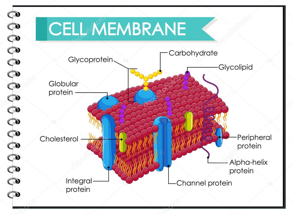 Human cell membrane structure  illustration