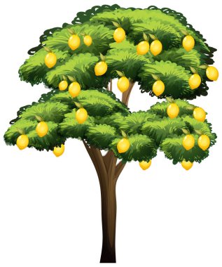 Beyaz arkaplan resimlerinde izole edilmiş limon ağacı