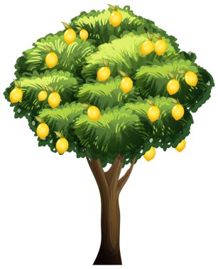 Beyaz arkaplan resimlerinde izole edilmiş limon ağacı