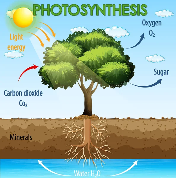 Diagramm Das Den Prozess Der Photosynthese Der Pflanzenillustration Zeigt — Stockvektor