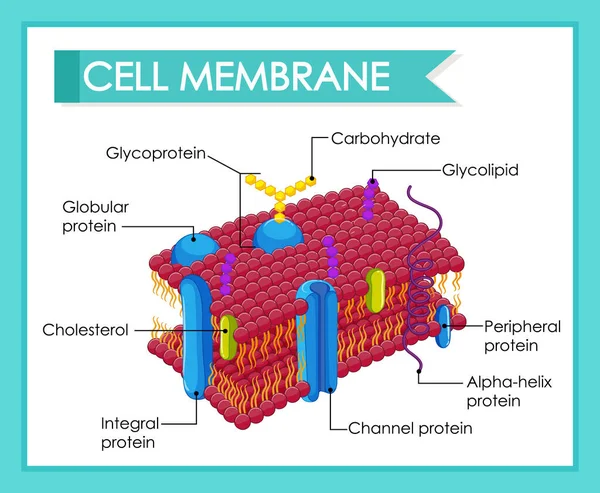 Ілюстрація Структури Мембрани Людських Клітин — стоковий вектор