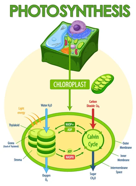 Diagrama Mostrando Processo Fotossíntese Ilustração Vegetal — Vetor de Stock