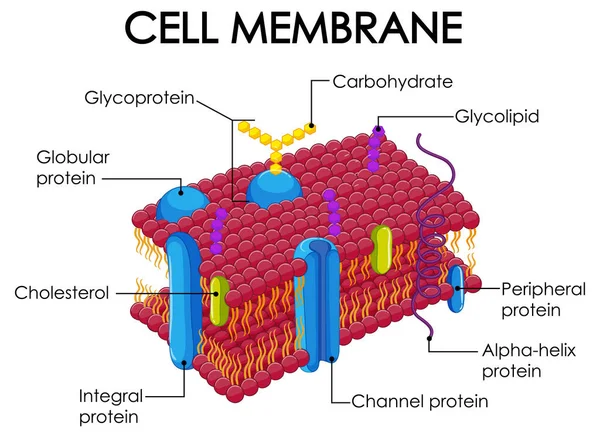Human Cell Membrane Structure Illustration — Stock Vector