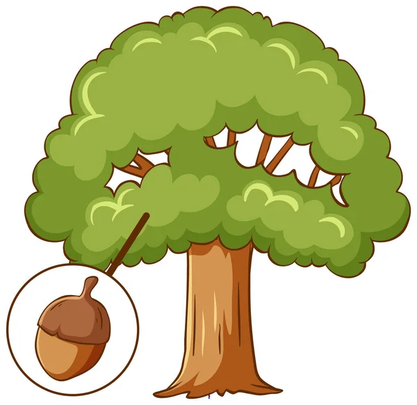 Ekollon Träd Isolerad Vit Bakgrund Illustration — Stock vektor