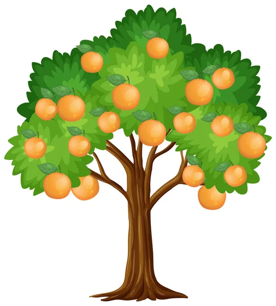 Orangenbaum Isoliert Auf Weißem Hintergrund Illustration — Stockvektor