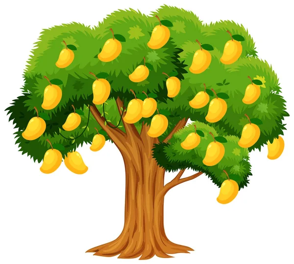 Желтое Дерево Манго Выделенное Белом Фоне — стоковый вектор