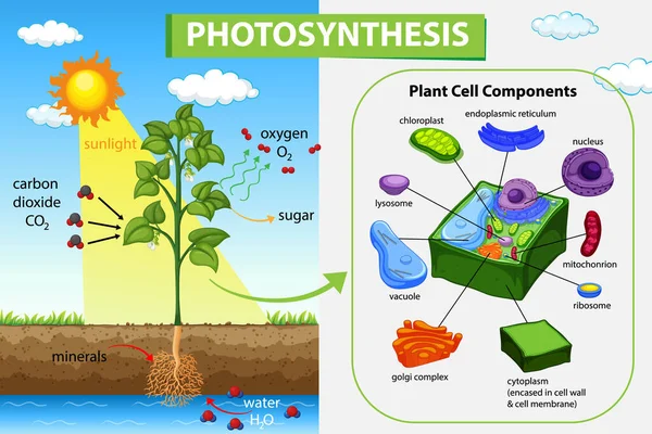 Diagrama Mostrando Processo Fotossíntese Ilustração Vegetal —  Vetores de Stock