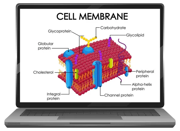 Zellmembranstruktur Auf Dem Laptop Bildschirm — Stockvektor