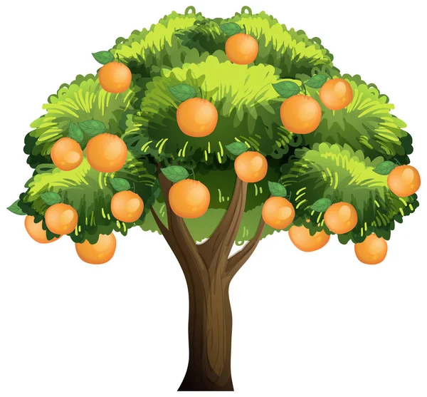 Oranje Boom Geïsoleerd Witte Achtergrond Illustratie — Stockvector