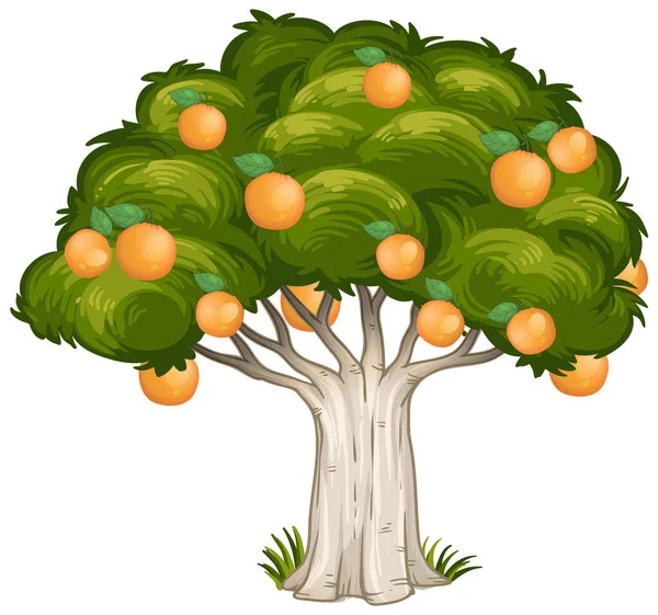 Πορτοκαλί Δέντρο Απομονωμένο Λευκό Φόντο Εικονογράφηση — Διανυσματικό Αρχείο