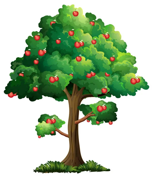 Árvore Maçã Isolada Fundo Branco Ilustração —  Vetores de Stock