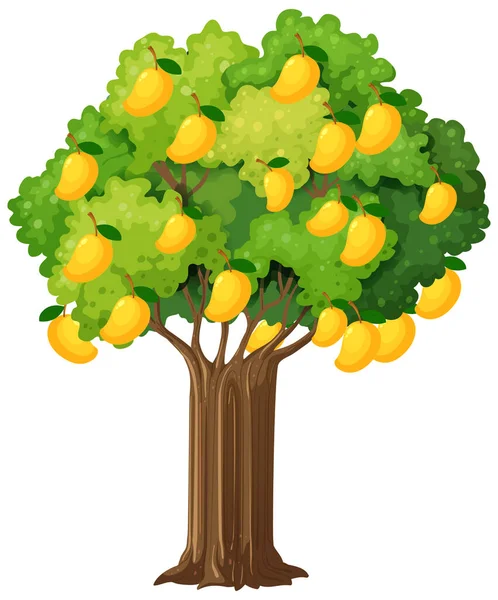 Žlutý Mango Strom Izolované Bílém Pozadí Ilustrace — Stockový vektor