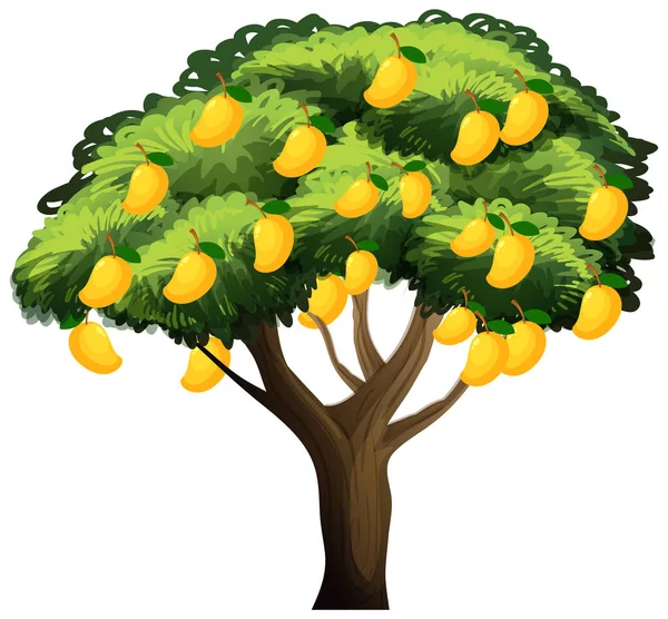 Albero Mango Giallo Isolato Sfondo Bianco Illustrazione — Vettoriale Stock