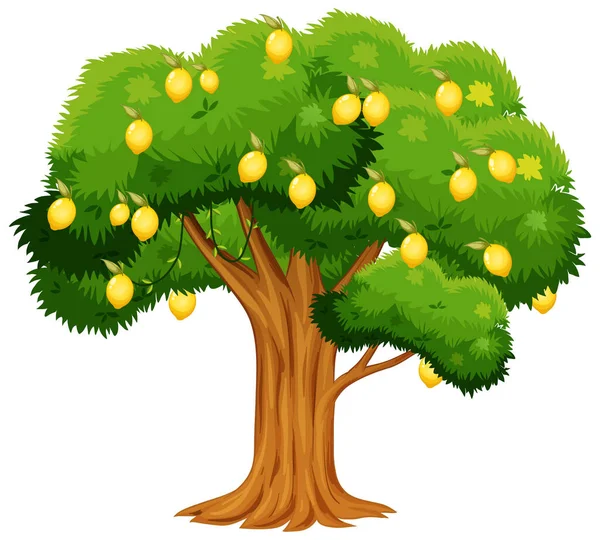 Zitronenbaum Isoliert Auf Weißem Hintergrund Illustration — Stockvektor
